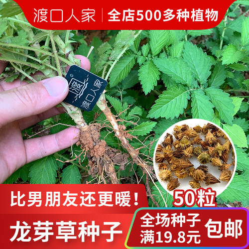 仙鹤草苗和种子都有！！