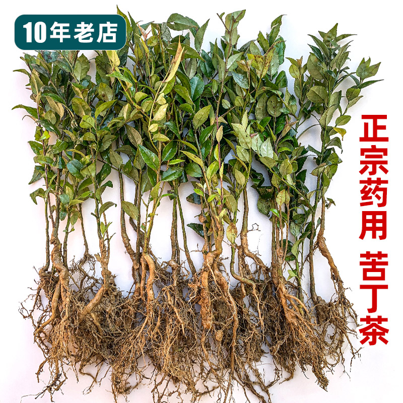药饮兼用的苦丁茶毛冬青树苗