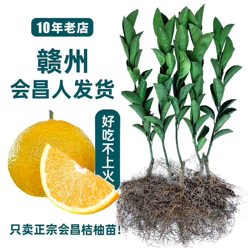 大叶早桔柚苗会昌桔柚晚熟广柑建阳橘柚桔子新果树苗赣南特早蜜桔,鲜花速递/花卉仿真/绿植园艺,果树,淘宝优惠券,粉丝福利购,淘宝优惠卷