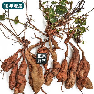 药材何首乌苗 赤何首乌种苗易成活白夜交藤观赏爬藤植物四季常绿