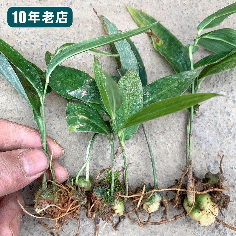 现挖黄精种苗多花黄精鸡头黄精药食两用滋补煲汤泡酒盆栽中药材苗,鲜花速递/花卉仿真/绿植园艺,绿植,淘宝优惠券,粉丝福利购,淘宝优惠卷