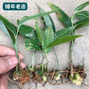 现挖黄精种苗多花黄精鸡头黄精药食两用滋补煲汤泡酒盆栽中药材苗