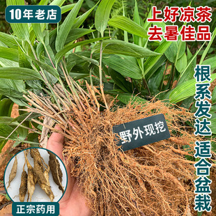 淡竹叶苗可盆栽竹子苗林下经济中药材花茶饮料小竹叶苗淡竹叶种子