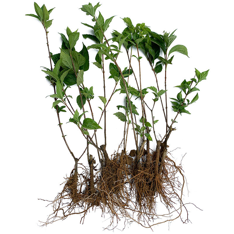 豆腐柴树苗根系发达大苗新鲜包活斑鸠叶子绿豆腐树苗观音柴腐婢