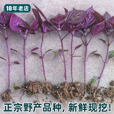 紫苏苗10棵卷叶回回苏盆栽食用药用四季阳台很香苏子叶罗勒苗绿苏
