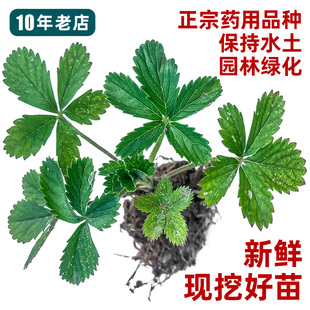 蛇含草苗减糖中药材蛇含委陵菜药用五皮风苗五爪草五匹风小龙牙