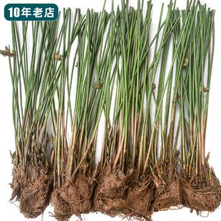 鲜活灯芯草苗龙须草水葱小儿煲水去热盆栽中药材公园造景水生植物