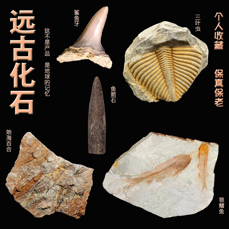 远古化石动物花鸟鲨鱼三叶虫贝壳