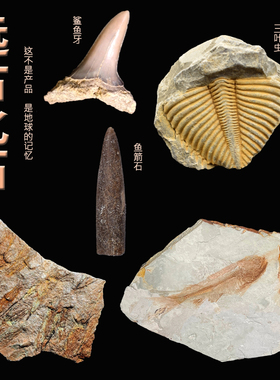 远古化石动物花鸟鲨鱼三叶虫贝壳
