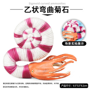 仿真远古生物寒武纪海洋软体动物海螺乙状弯曲菊石玩具鹦鹉螺模型