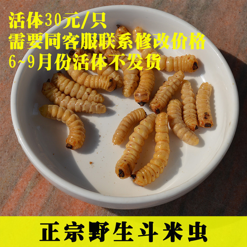 深山野生斗米虫乌不踏刺虫