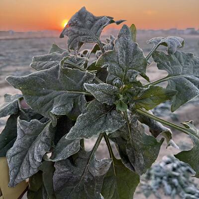 [顺丰包邮]如皋本地霜打露天趴地菠菜3斤  时令蔬菜 涮火锅 清炒