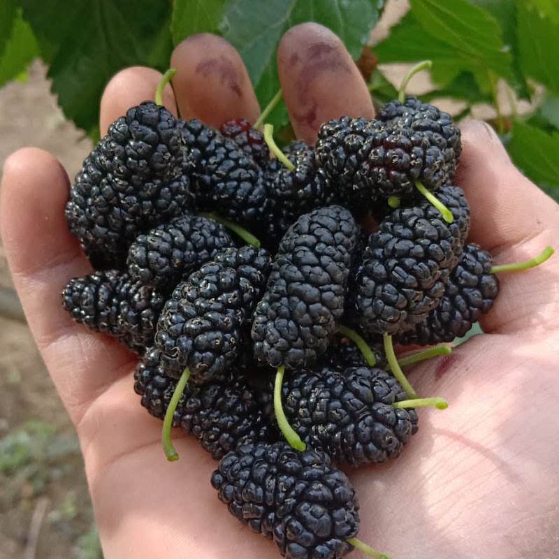 四川大凉山现摘新鲜黑果桑葚长条桑葚长果桑葚桑果酵素顺丰包邮