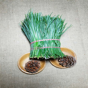 东北长白山新鲜红松松针马尾松五叶松可做酵素两斤包邮