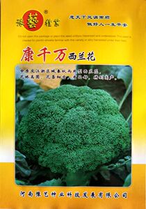 西兰花种子 豫艺种业 康千万青花菜抗霜 青菜花 春秋两用小米粒