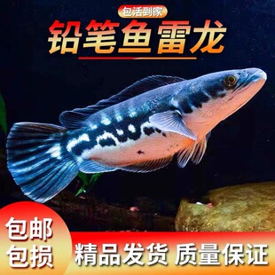 大铅笔鱼雷龙鱼活体淡水活鱼大型凶猛肉食热带观赏鱼苗