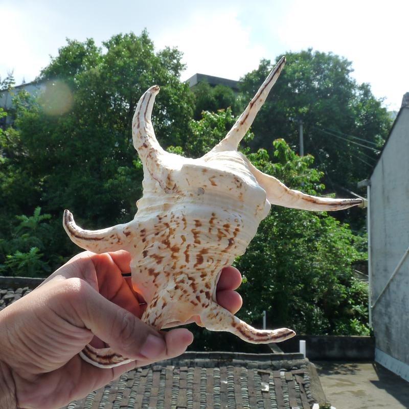 实物拍摄大六角螺超大尺寸天然大海螺稀有鱼缸摆件地台送礼礼物