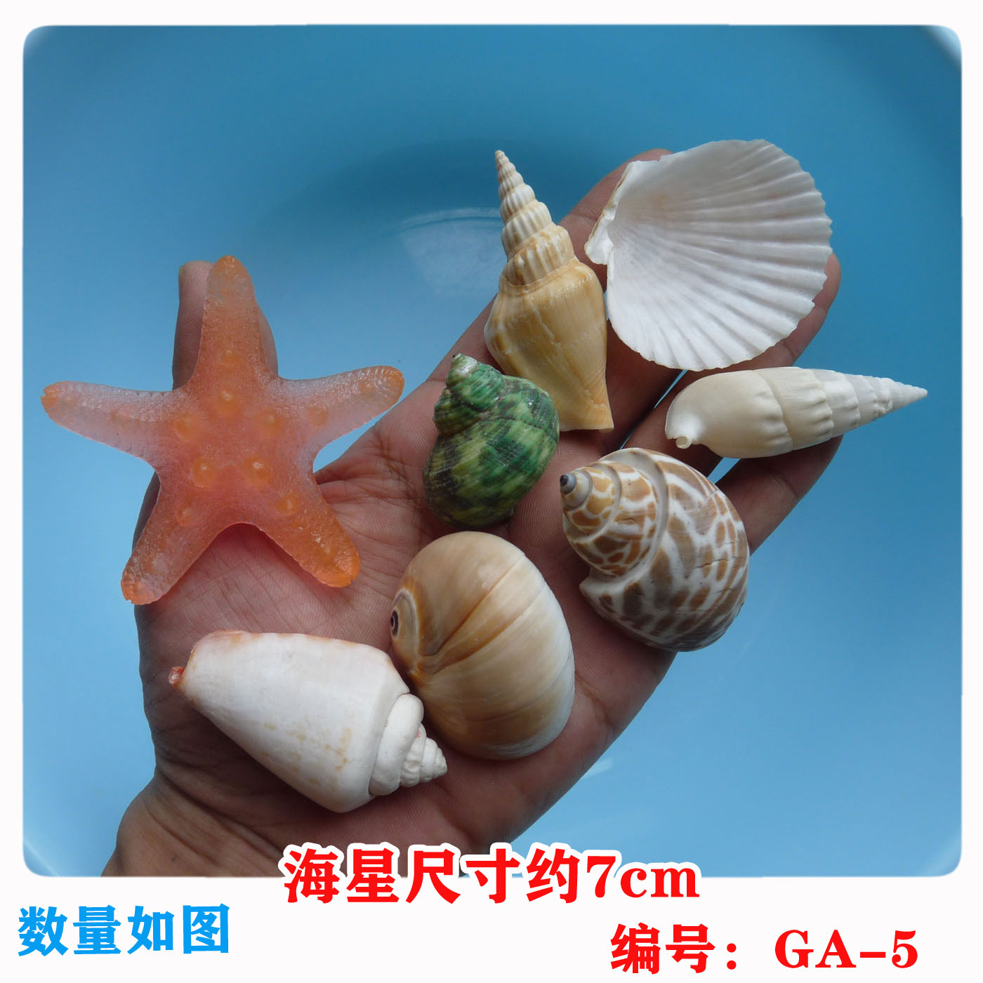限量促销天然海螺贝壳树脂夜光海星套装鱼缸造景装饰摆件收藏品