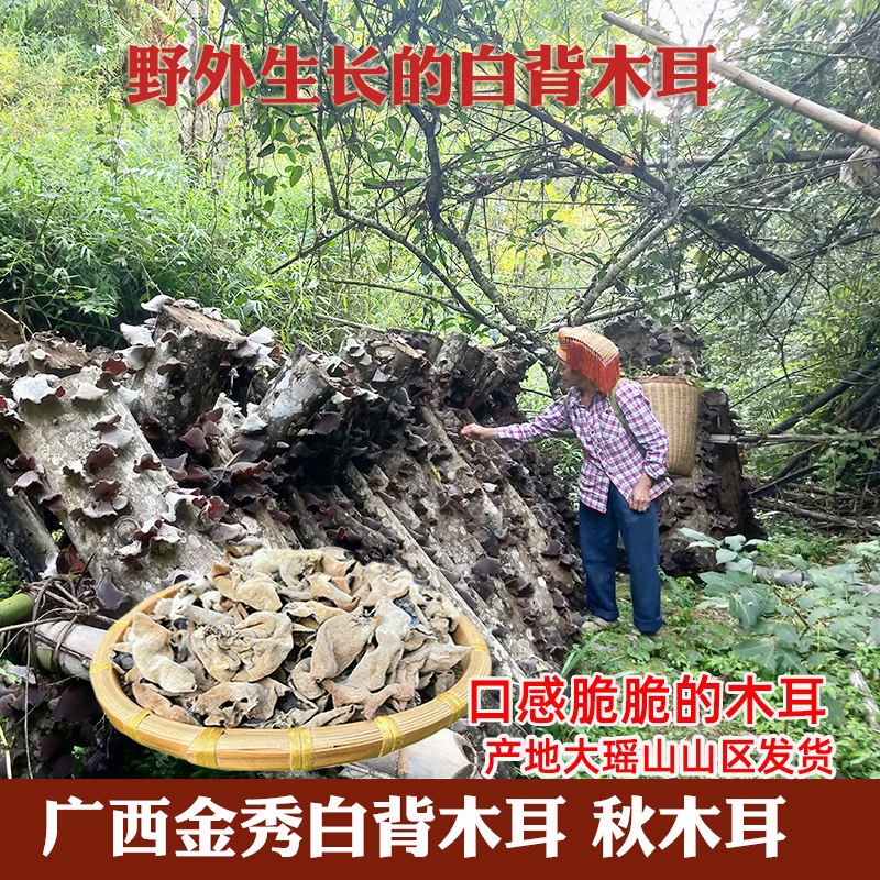 白背木耳广西金秀大瑶山秋木耳脆脆的毛木耳农家干货非黑木耳新货