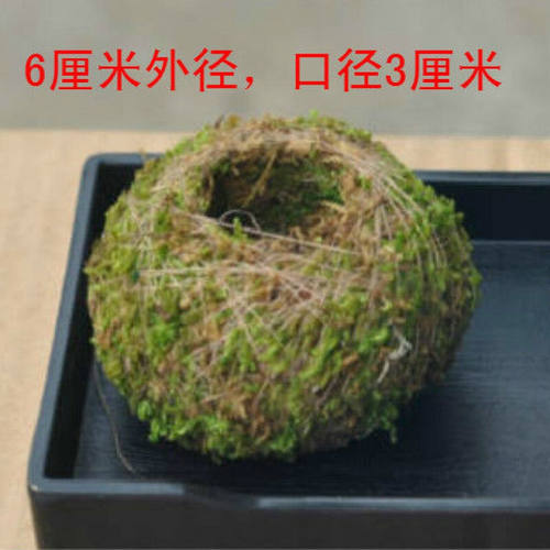 【精选现发】苔藓球苔玉青苔球苔藓球花器石斛种植保湿花盆植物种