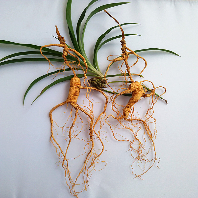 东北长白山野生林下参