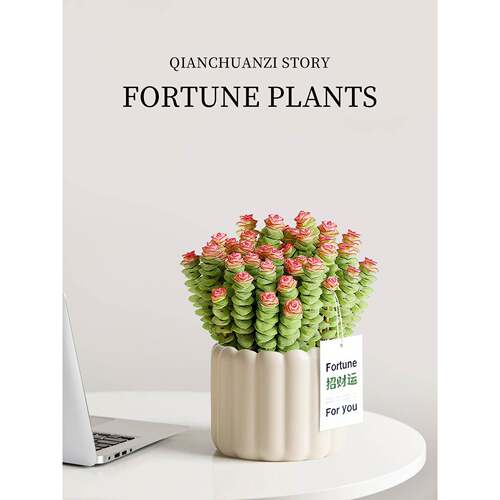 钱串子盆栽多肉植物办公室内桌面绿植钱多多招财花卉好养易活四季