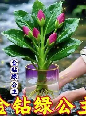 大叶金钻绿公主盆栽带花苞绿萝水培植物室内花卉桌面绿植四季好养