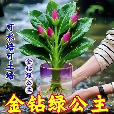 大叶金钻绿公主盆栽带花苞绿萝水培植物室内花卉桌面绿植四季好养