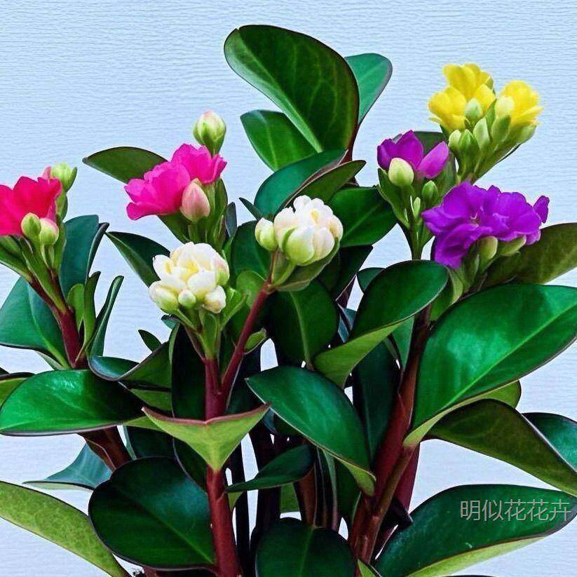 【清仓款】新品重瓣碧玉花卉绿植四季开花浓香型盆栽室内净化空气