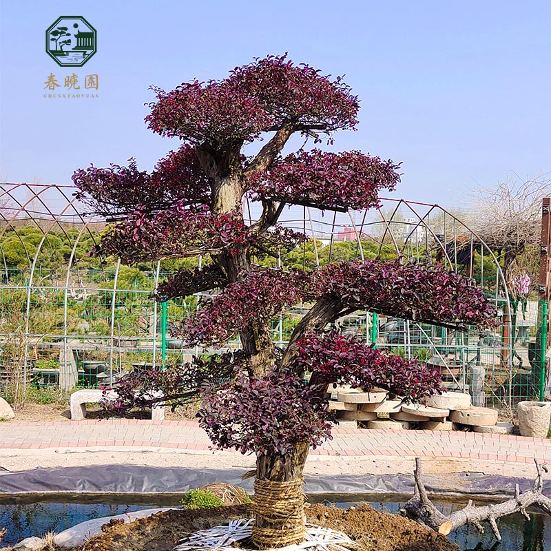 大型红花檵木老桩盆景庭院别墅公园彩色风景树造型树继木耐旱植物