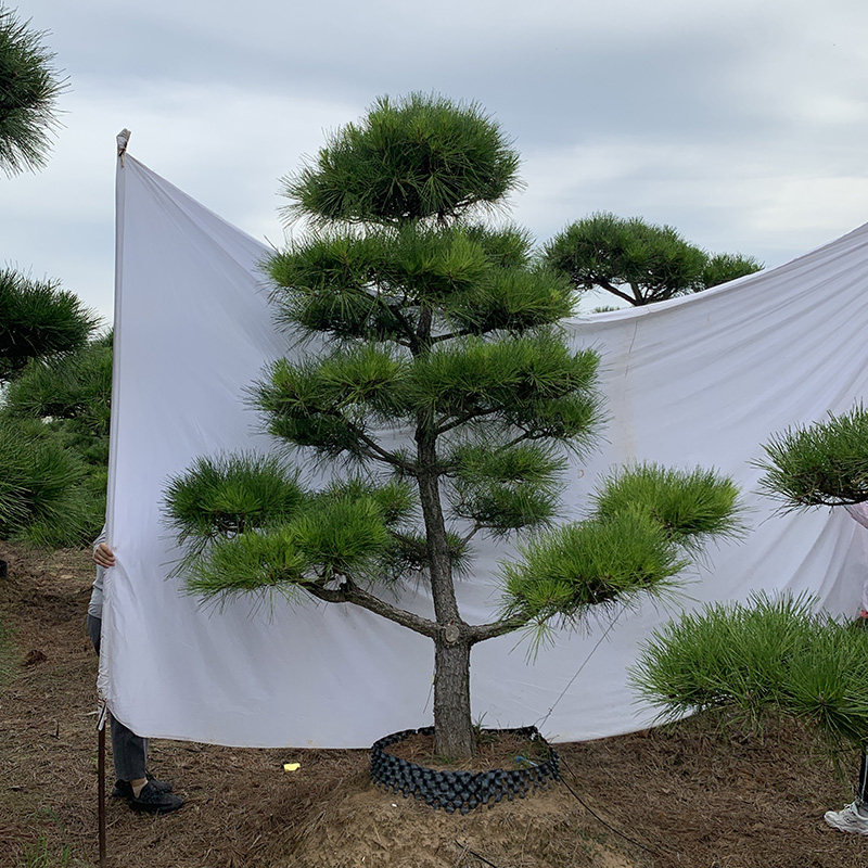 日本黑松造型树苗别墅庭院景观树园林公园绿化大型植物造型树基地