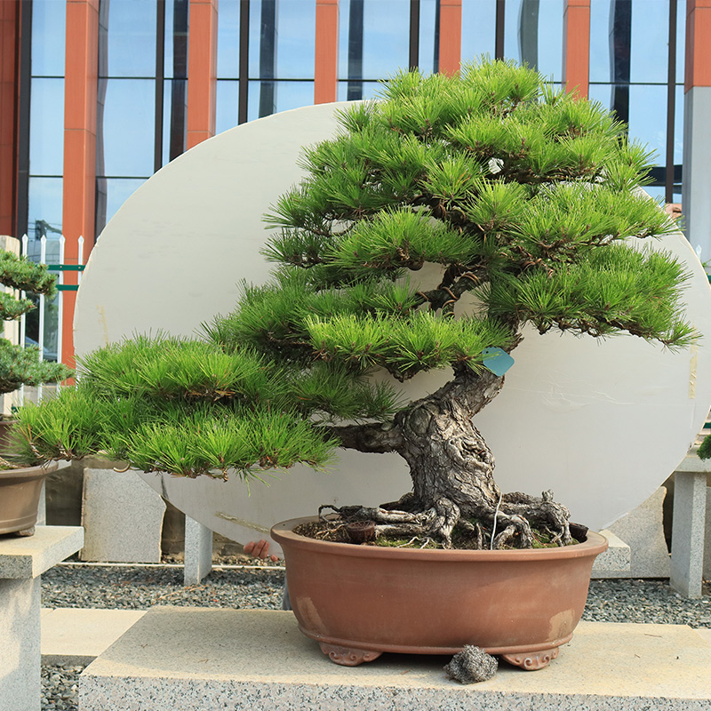 日本矮霸老桩黑松盆景造型树