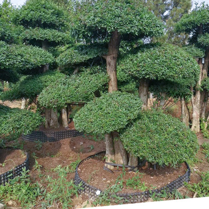 日本大型丛林对节白蜡造型植物对接白腊老桩盆景庭院四季常青绿植