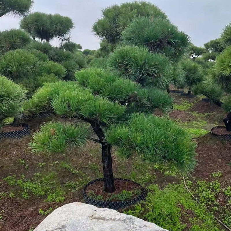日本黑松盆景大树老桩造型树盆栽庭院绿植迎客松别墅松树小苗植物