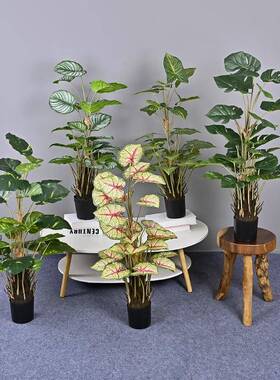 仿真苹果叶30头小盆栽水芋龟背万年青软装造景样板间工程商场橱窗