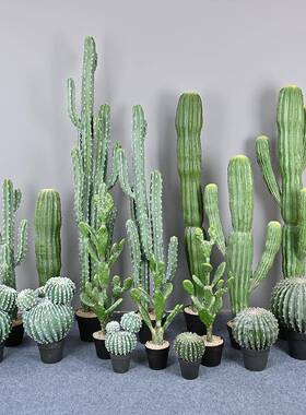 仿真仙人掌仙人柱球热带沙漠植物店铺橱窗装饰绿植盆栽摆件摩洛哥