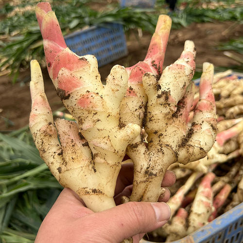 广西新鲜嫩姜仔姜现挖现发