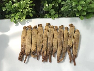 吉林集安黄皮边条500整枝无糖根