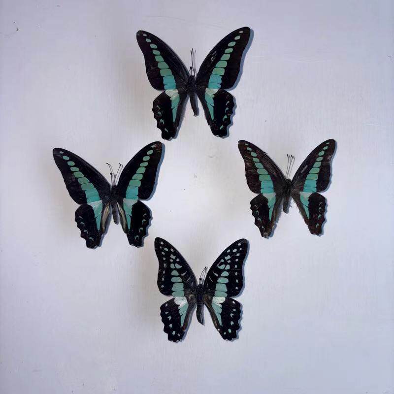 真青凤蝶未展翅原蝶真蝴蝶标本已展翅生日礼物diy手工制作材料