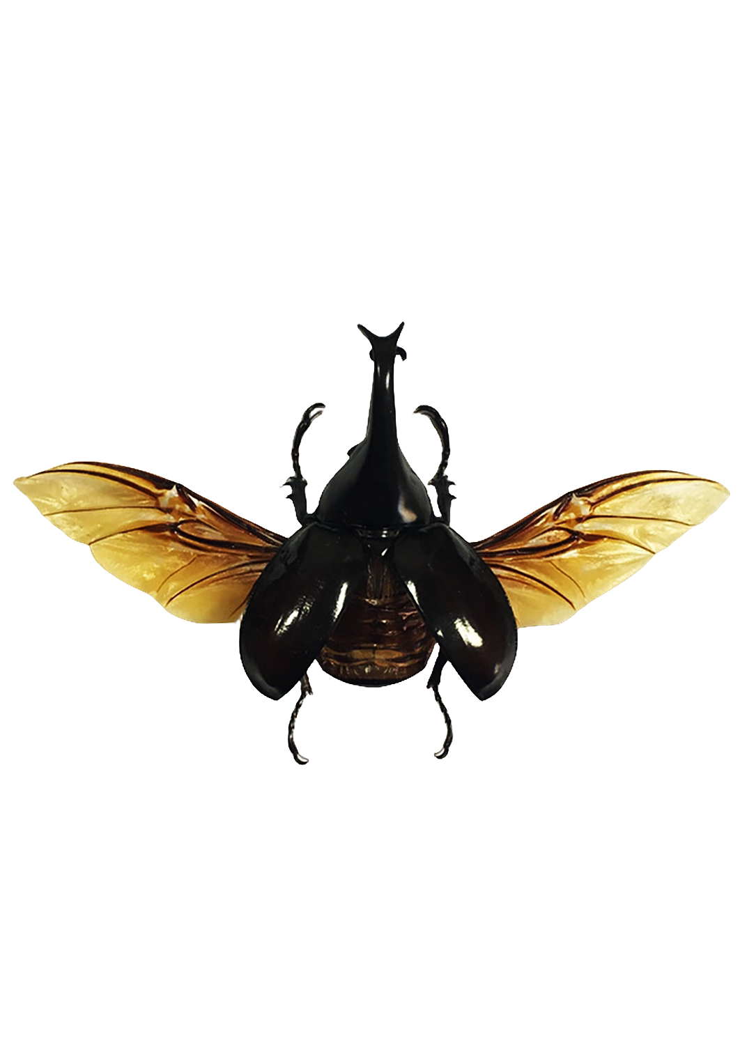 泰国翘角姬兜独角仙锹甲昆虫甲虫标本原虫