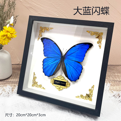 大蓝闪蝶原蝶diy材料蓝色真蝴蝶