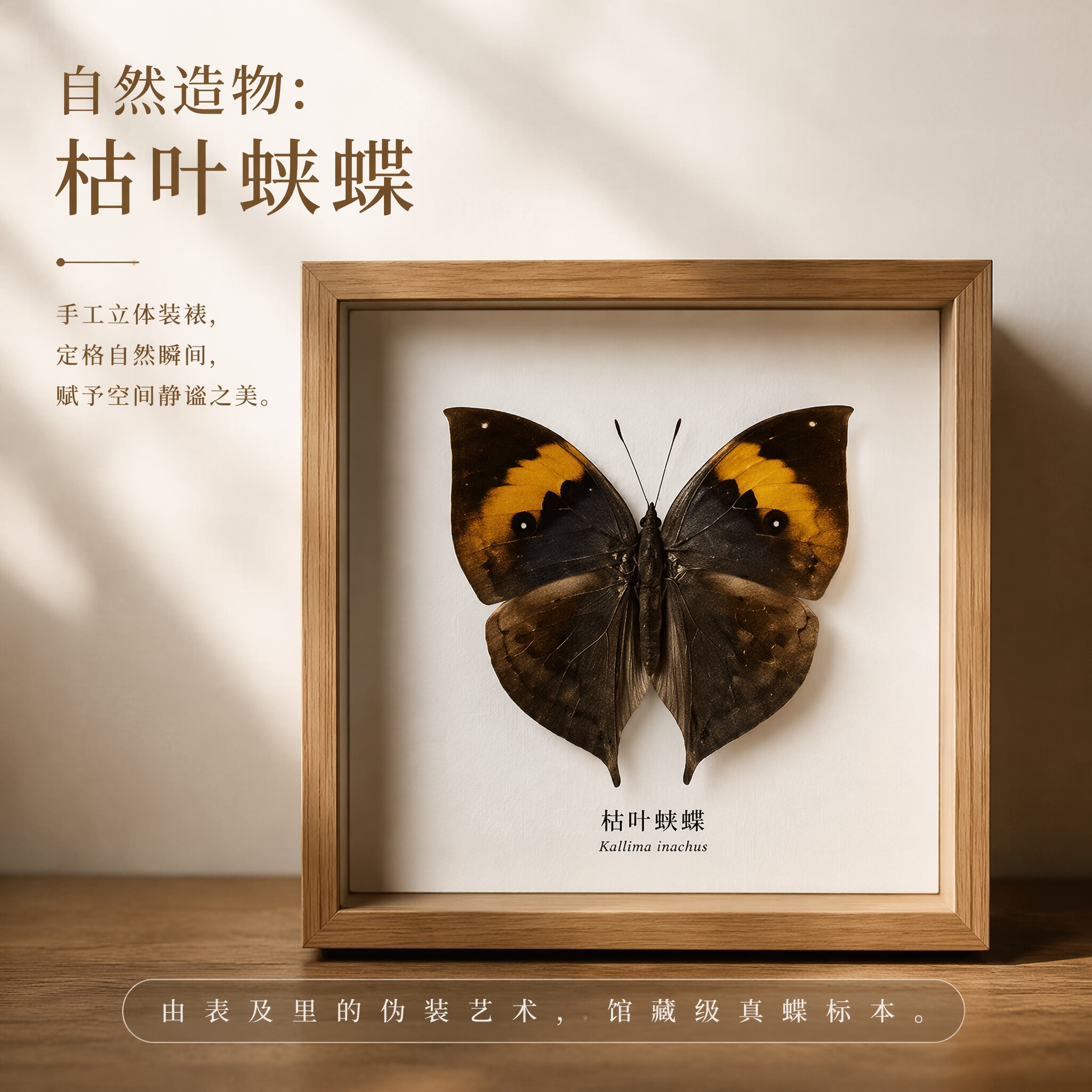 真枯叶蝶标本天然昆虫标本原蝶实木相框书房桌面摆件生日礼物装饰