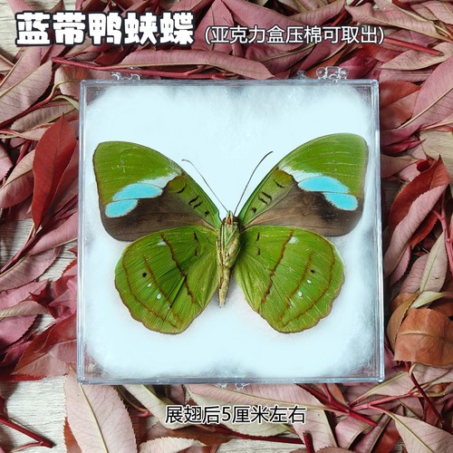 蓝带鸭蛱蝶真蝴蝶标本