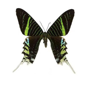 月亮蛾日落蛾金燕蛾太阳蛾真蝴蝶原蝶标本相框礼物收藏礼品礼物