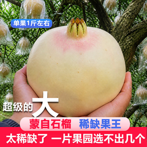 一家只做精品蒙自石榴的10年老店