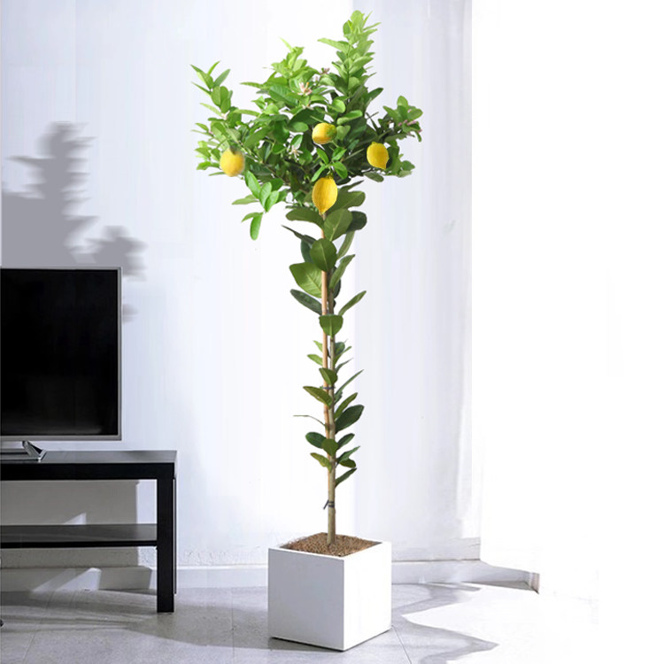 网红尤力克高杆香水柠檬树盆栽棒棒糖型带果