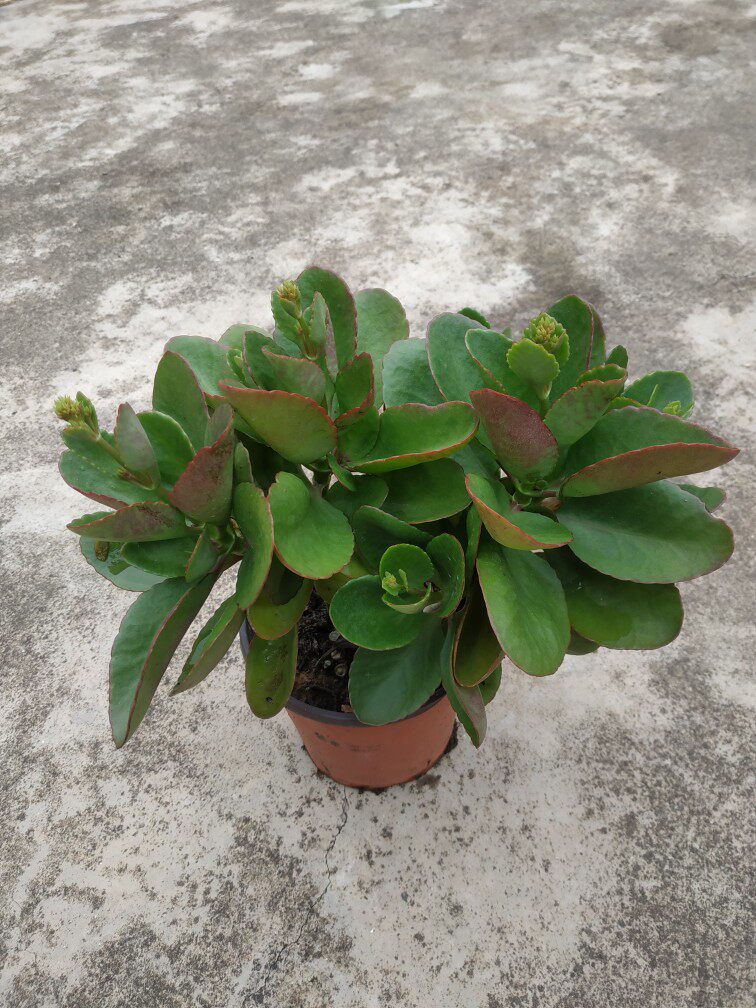 老品种凤尾长寿花大红单瓣盆栽苗两年大苗多分支包邮绿植