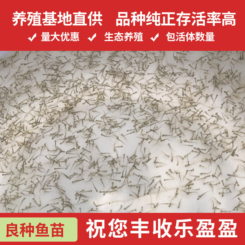 草鱼花鲢白鲢苗泥鳅黑鱼罐头鲮鱼四大家鱼水花夏花鳜鱼桂鱼苗淡水