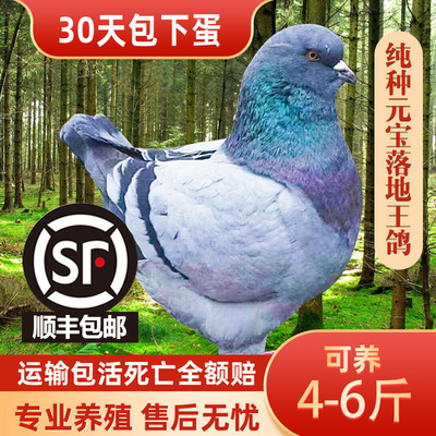 纯种元宝鸽子活一对种鸽苗活物大型鸟观赏鸽子鸡活体肉鸽子蛋活体