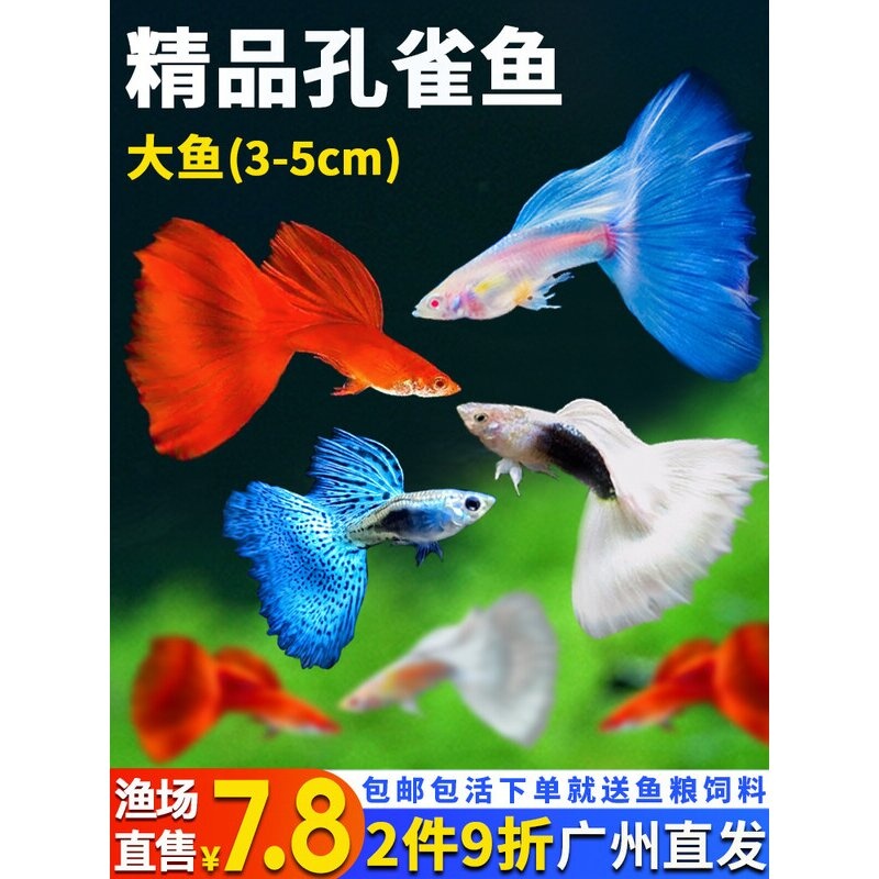 孔雀鱼精品小鱼缸观赏鱼好养耐活热带鱼活鱼天空蓝斑马小型小鱼苗